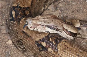 Columbian boa constrictor (Boa constrictor imperator)