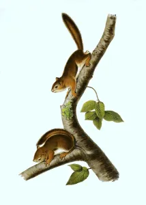 Columbian ground squirrel (Spermophilus columbianus) syn