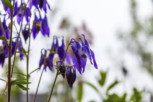 Columbine (Aquilegia), Leoben, Styria, Austria