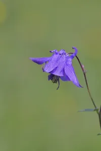 Columbine (Aquilegia vulgaris)