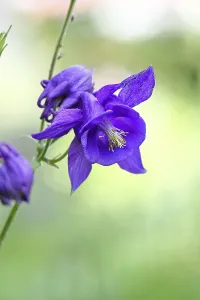 Columbine (Aquilegia vulgaris)