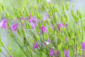 Columbine (Aquilegia vulgaris)