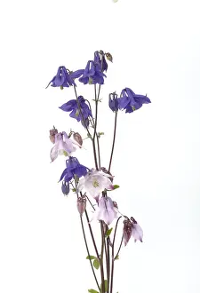 Columbines on a white background