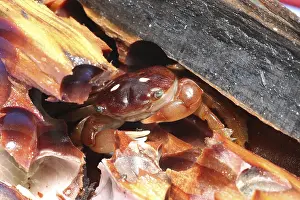 Columbus Crab, Columbus crabs, Other animals