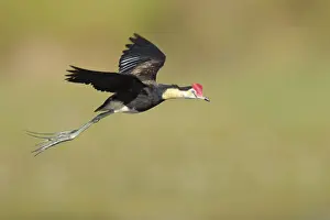 Comb-crested Jacana (Irediparra gallinacea) flying