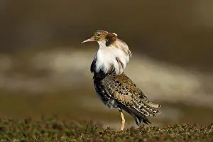 Combat runner, (Calidris pugnax) courtship behavior