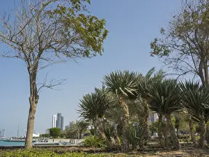 Combination of urban modernity and nature with palm trees and skyscrapers against a blue sky