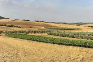 Combination of wheat fields and olive groves under a sunny sky