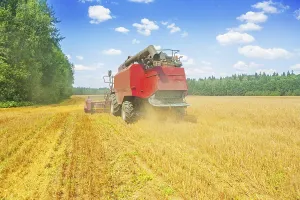 Combine harvester working on wheat field rear view