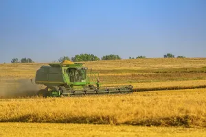 A combine machine harvesting a ripe crop of grain on the prairies