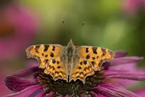 Comma butterfly (Polygonia c-album) adult insect feeding on a garden Cone flower (Echinacea) flower in summer