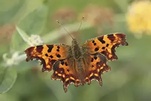 Comma (Polygonia c-album), adult