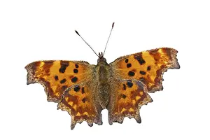 Comma (Polygonia c-album) butterfly against white background