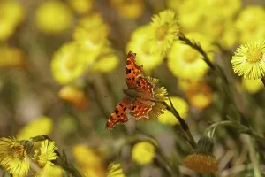 Comma (Polygonia C-album) at Coltsfoot (Tussilago farfara) Hesse