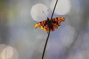 Comma (Polygonia c-album) perched on a grass stem