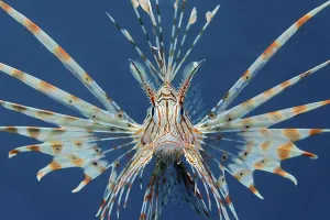 Commen Lionfish (Ptrois volitans) aggressive