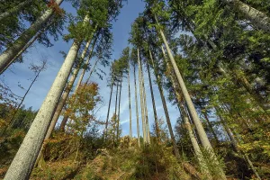 Commercial forest, pole forest