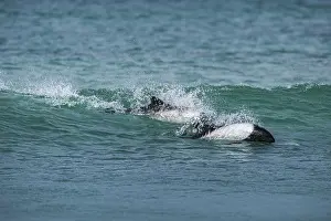 Commerson's dolphins (Cephalorhynchus commersonii)