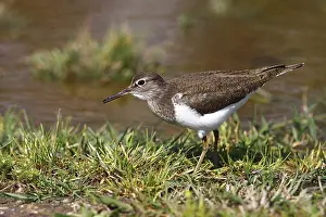Commom Sandpiper (Actitis hypoleucos) searching for food on the water's edge