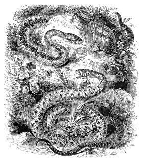 Common adder and Ringed Snake, Grass Snake