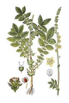 Common agrimony (Agrimonia eupatoria)