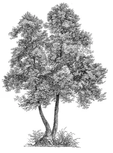 the common alder, black alder (Alnus glutinosa)