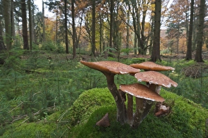 Common Armillaria (Armillaria solidipes) on moss