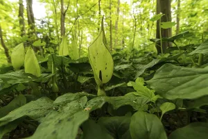 Common arum (Arum maculatum), Eilenriede city forest