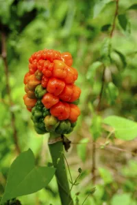 Common arum (Arum maculatum) at Pyrmont Castle