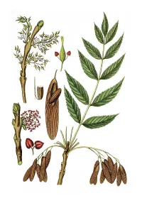 Common Ash (Fraxinus excelsior)