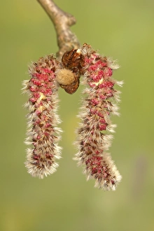 Common aspen (Populus tremula)
