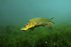 Common barbel (Barbus barbus)