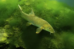 Common barbel (Barbus barbus), Baden-Wuerttemberg