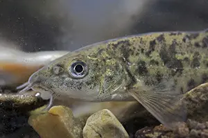 Common Barbel (Barbus barbus) immature