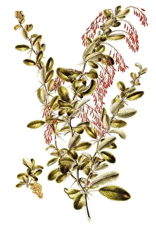 Common barberry, European barberry