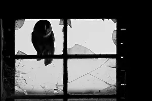A Common barn owl (Tyto alba)