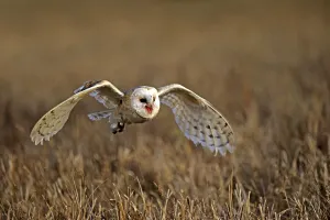 Common barn owl (Tyto alba), adult