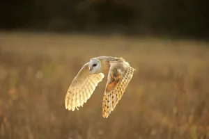 Common barn owl (Tyto alba), adult