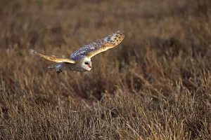 Common barn owl (Tyto alba), adult