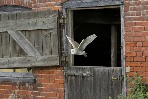 Common barn owl (Tyto alba) adult