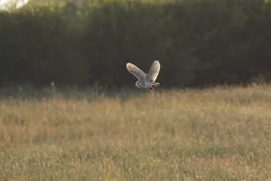 Common barn owl (Tyto alba) adult