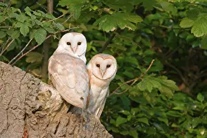 common barn owl tyto alba adult pair