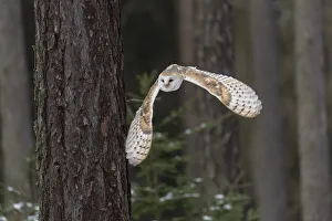 Common barn owl (Tyto alba) in flight