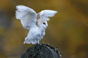 Common barn owl (Tyto alba), on a gravestone
