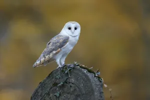 Common barn owl (Tyto alba), on a gravestone