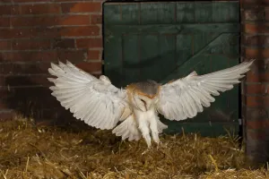 Common barn owl (Tyto alba) hunting for mice in an old barn