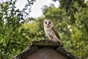 Common barn owl (Tyto alba) on a roof