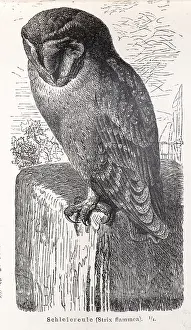 Common barn owl (Tyto alba) sitting on a wall stone and looking down