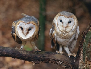 Common barn owls, barn owls (Tyto alba)