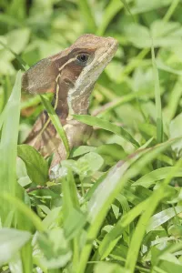 Common basilisk (basiliscus basiliscus)
